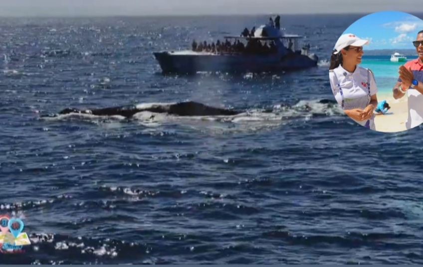 Rutas & Rincones: Las Ballenas Jorobadas de Samaná 