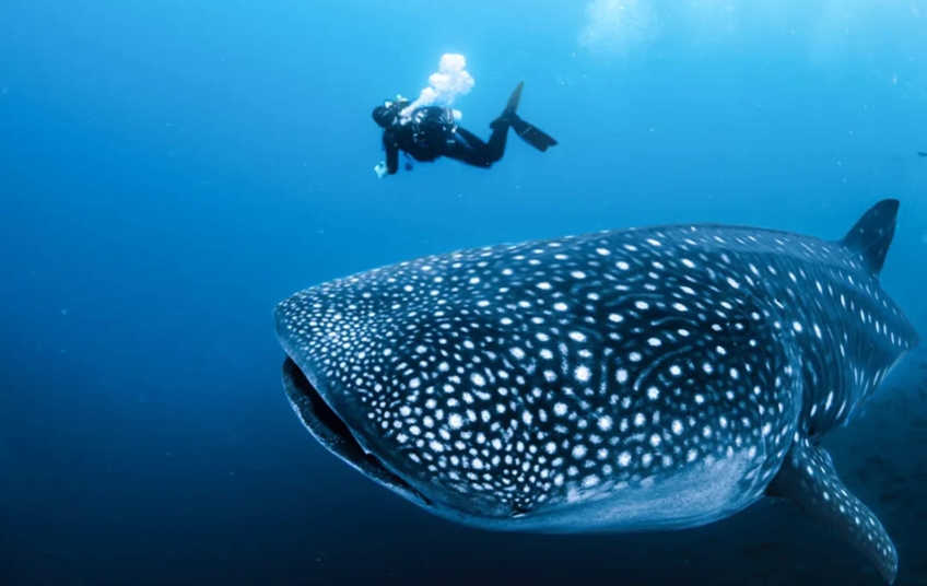 Tiburón Ballena: Un coloso del océano que necesita protección
