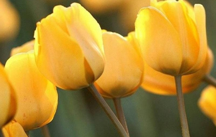 Dia de las Flores Amarillas: una tradición que floreció en la cultura popular